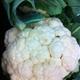 Cauliflower