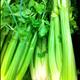 Celery