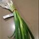 Spring Onions