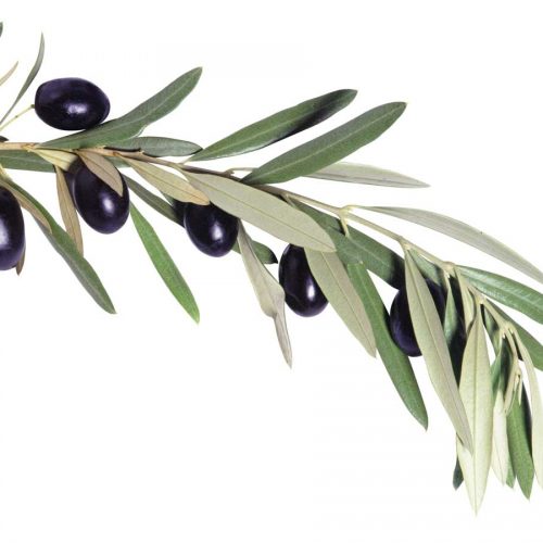 Myth buster: Does olive leaf extract work?