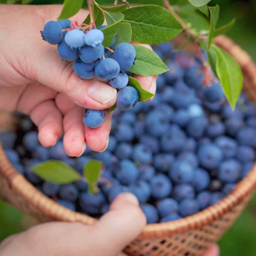 The health benefits of blueberries